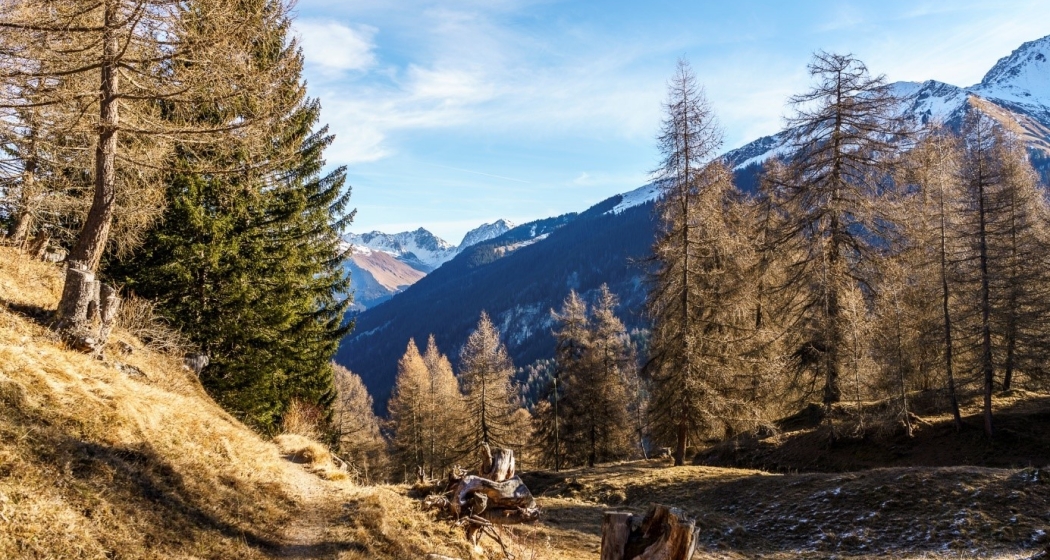 tschiertschen_laerchenwald_fruehling