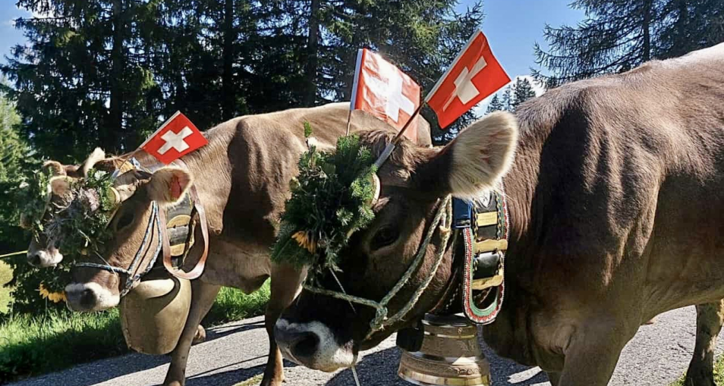 Alpabzug Kühe Tschiertschen