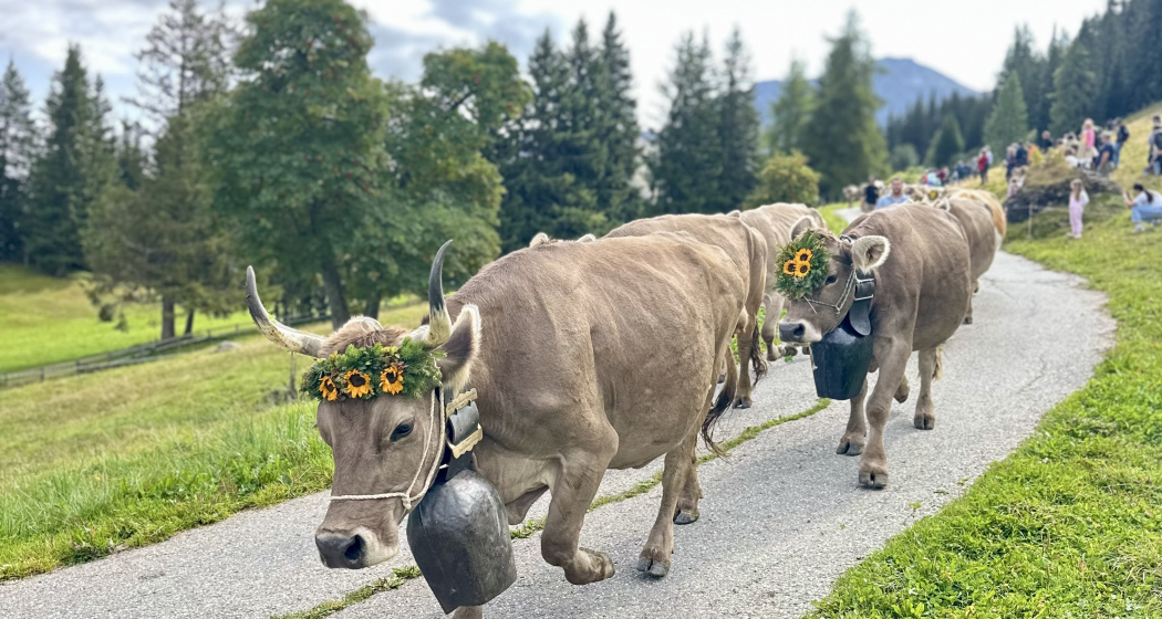 Kühe Alpabzug 2025 Tschiertschen