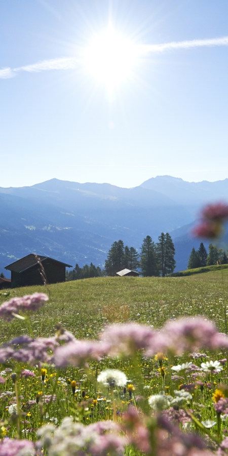 tschiertschen_sommerwiese