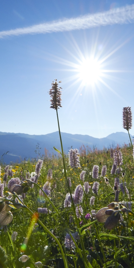 natur_sommer_blumenwiese_ninamattli_025