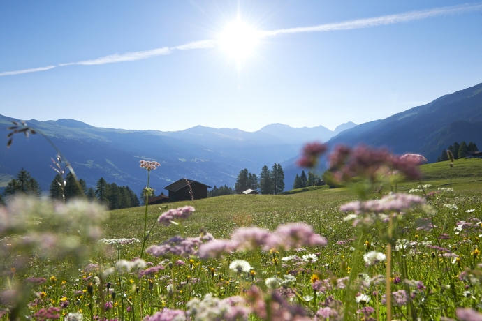 tschiertschen_sommerwiese