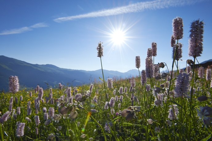 natur_sommer_blumenwiese_ninamattli_025