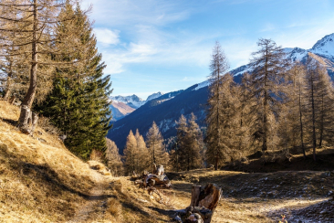 tschiertschen_laerchenwald_fruehling