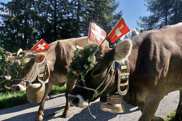 Alpabzug Kühe Tschiertschen