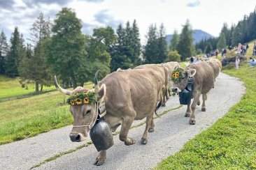 Kühe Alpabzug 2025 Tschiertschen